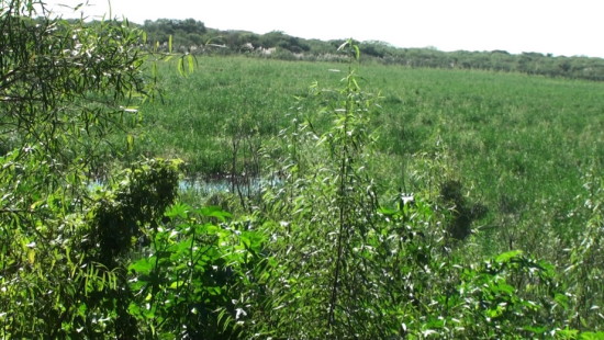 Laguna Patos/Duck Pond