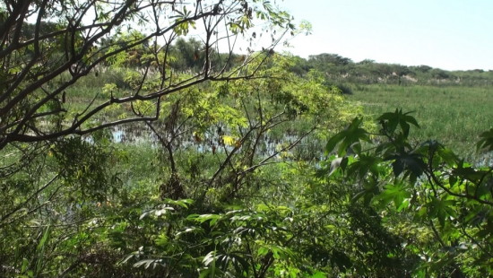 Laguna Patos/Duck Pond