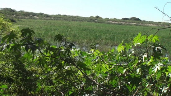 Laguna Patos/Duck Pond