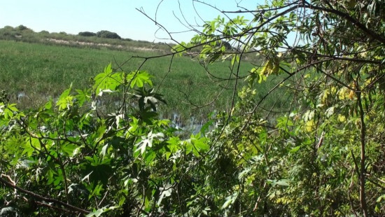 Laguna Patos/Duck Pond