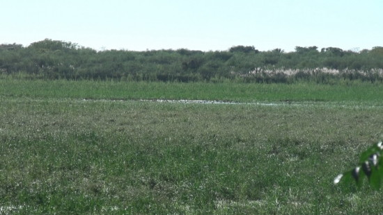 Laguna Patos/Duck Pond