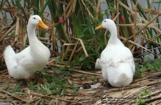 pato-pekin-NGG-13-1-15