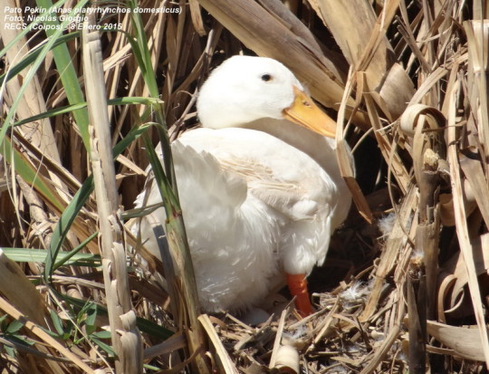 Pato Pekin/Pekin Duck